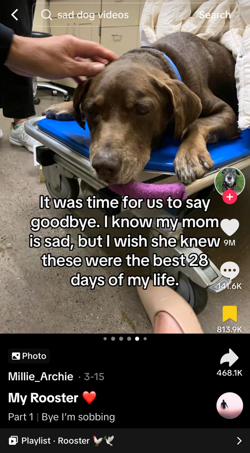 Tapping into Tears: The Emotional Power of Pet-Centered Content on TikTok and What Brands Can&nbsp;Learn